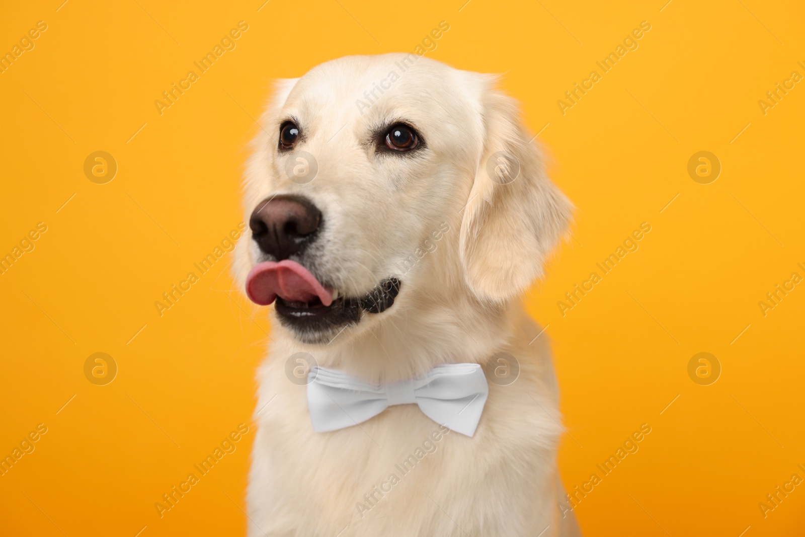 Photo of Cute Labrador Retriever dog with bow tie on yellow background