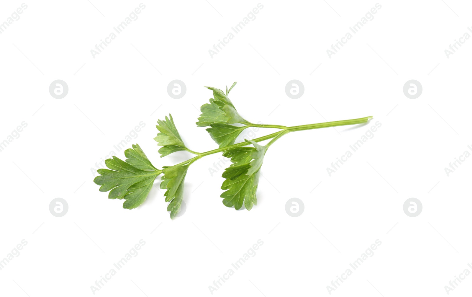 Photo of Fresh green organic parsley on white background