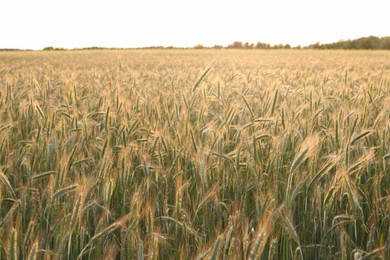 Beautiful agricultural field with ripening wheat crop