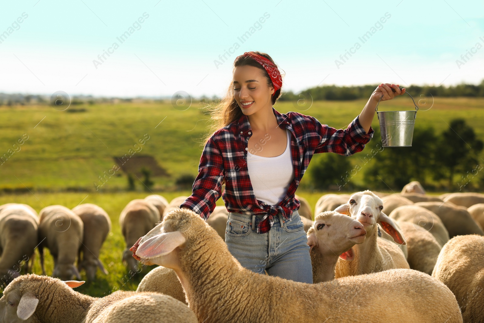 Photo of Smiling woman feeding sheep on pasture at farm