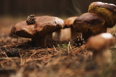 Photo of Wild mushrooms growing in autumn forest, closeup