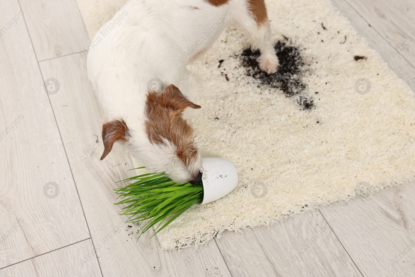 Photo of Cute dog near overturned houseplant on rug indoors