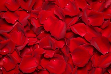 Photo of Beautiful red rose petals as background, top view