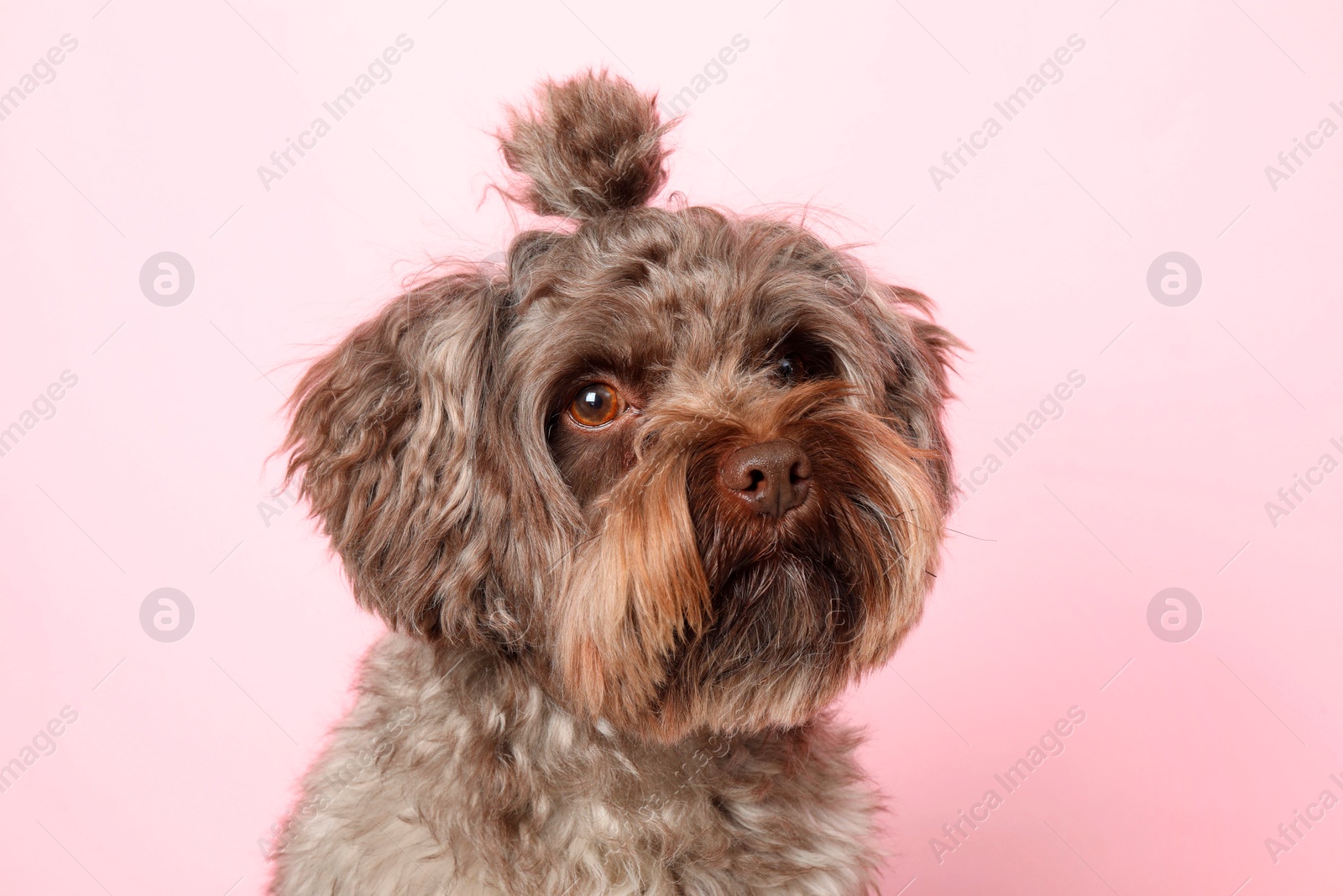 Photo of Cute Maltipoo dog on pink background. Lovely pet