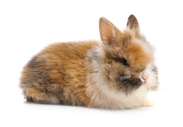 Photo of Cute little rabbit on white background. Adorable pet