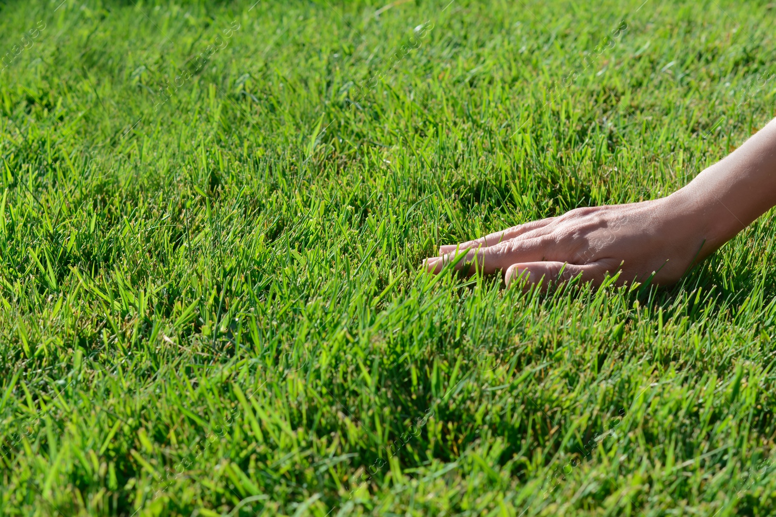 Photo of Woman touching fresh grass on green lawn, closeup. Space for text