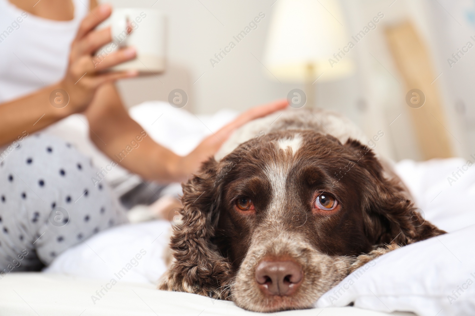 Photo of Adorable Russian Spaniel with owner on bed, closeup view