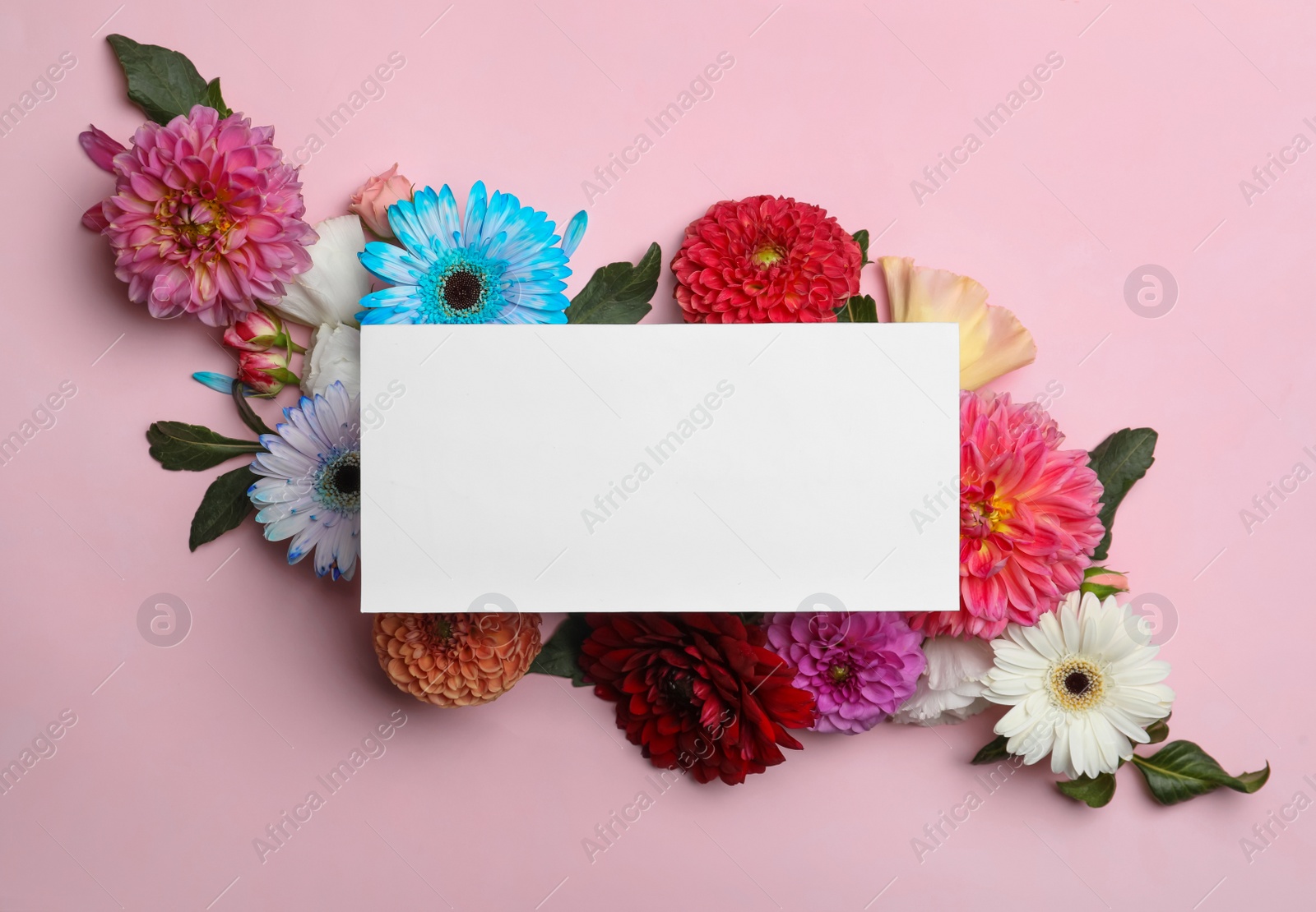 Photo of Flat lay composition with blank card, dahlia and gerbera flowers on pink background. Space for text