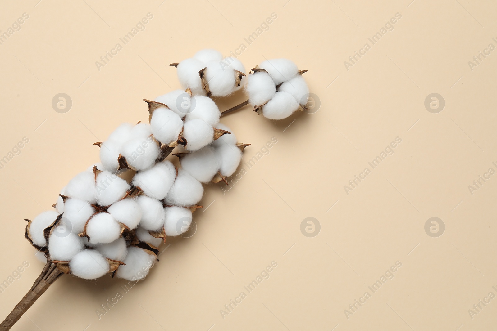 Photo of Beautiful cotton branch with fluffy flowers on beige background, top view. Space for text