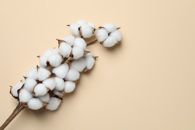 Beautiful cotton branch with fluffy flowers on beige background, top view. Space for text