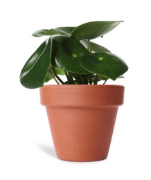 Image of Peperomia plant in terracotta pot isolated on white. House decor