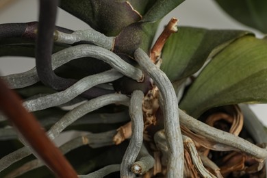 Photo of Beautiful orchid plant with green leaves in pot, closeup