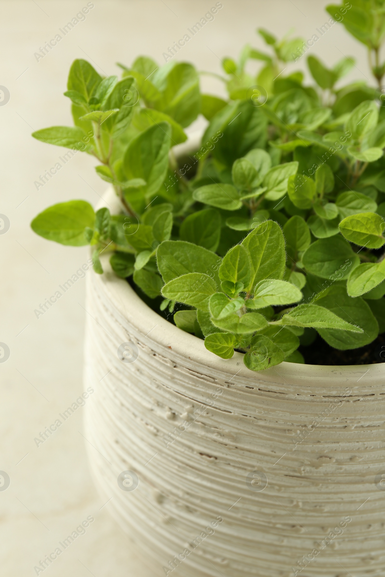 Photo of Aromatic potted oregano on light marble table