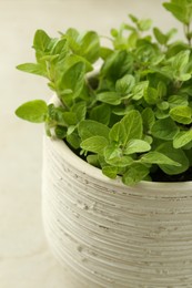 Aromatic potted oregano on light marble table