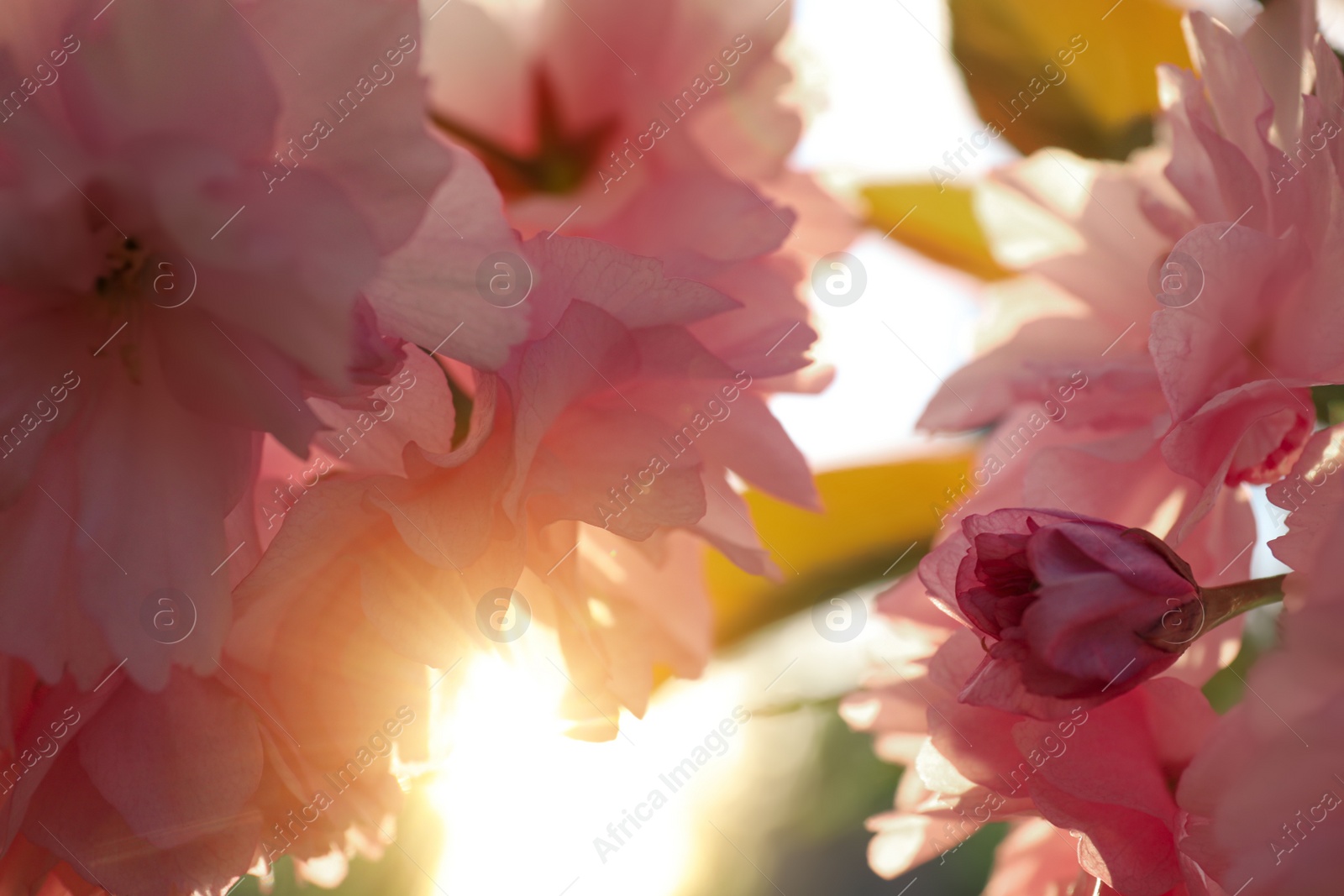 Photo of Blossoming pink sakura tree outdoors on spring day, closeup