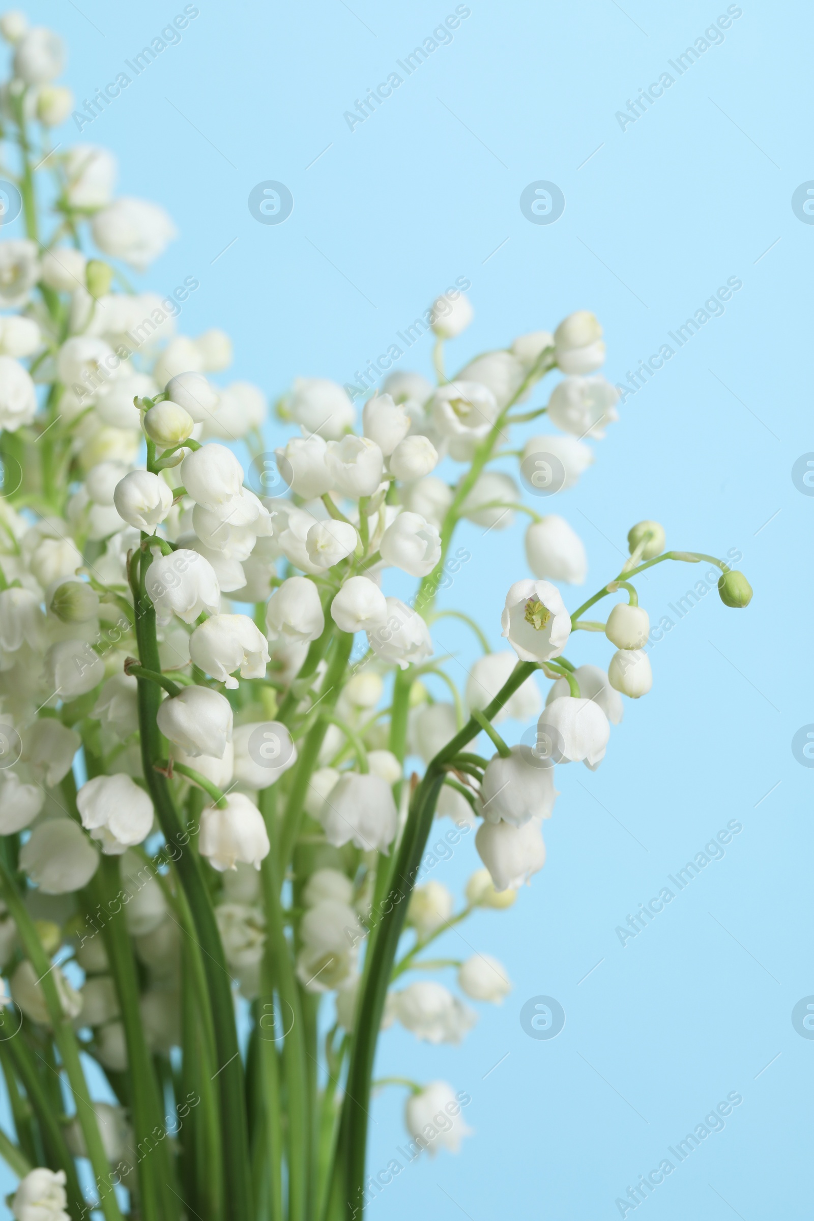 Photo of Beautiful lily of the valley flowers on light blue background, closeup