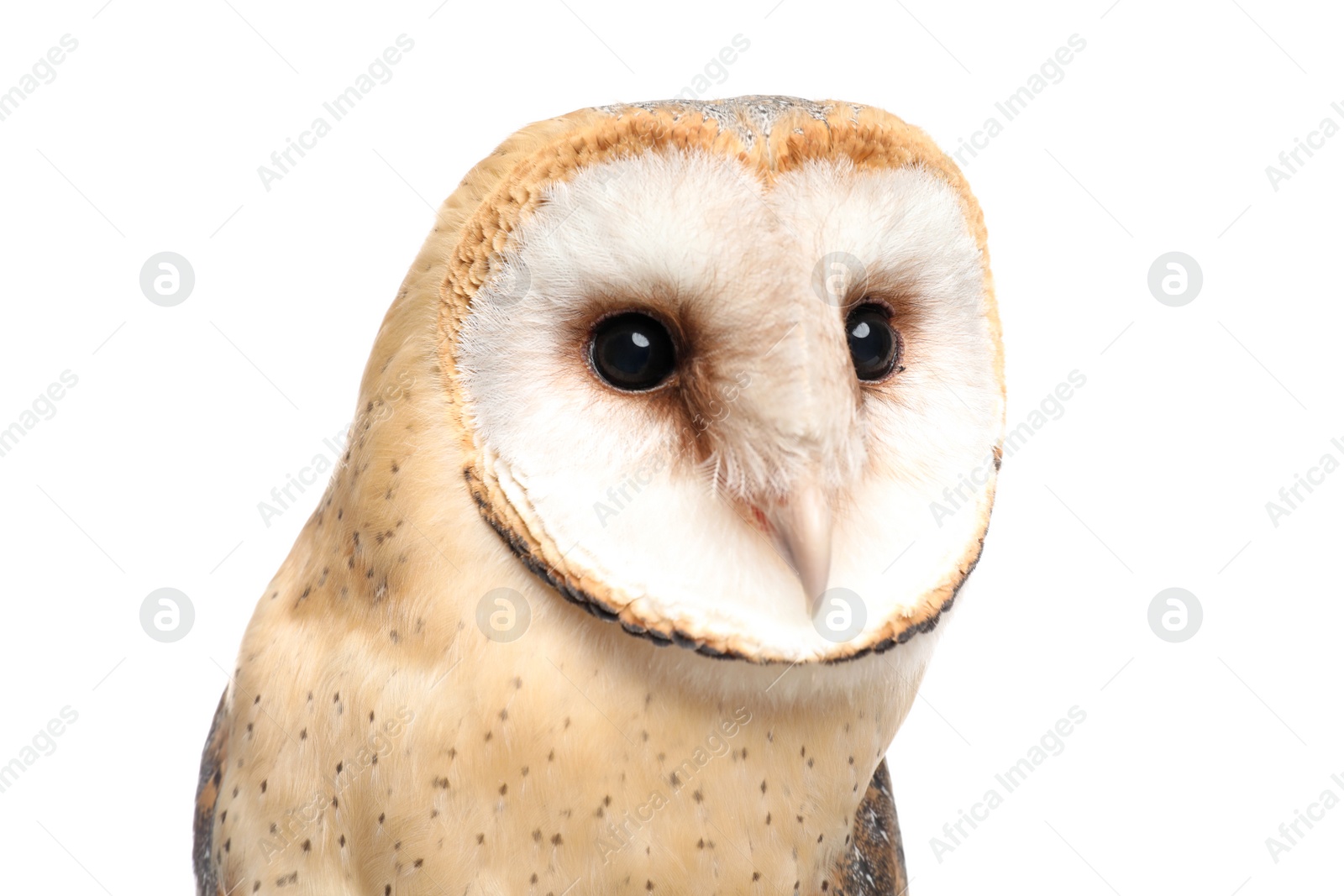 Photo of Beautiful common barn owl on white background, closeup