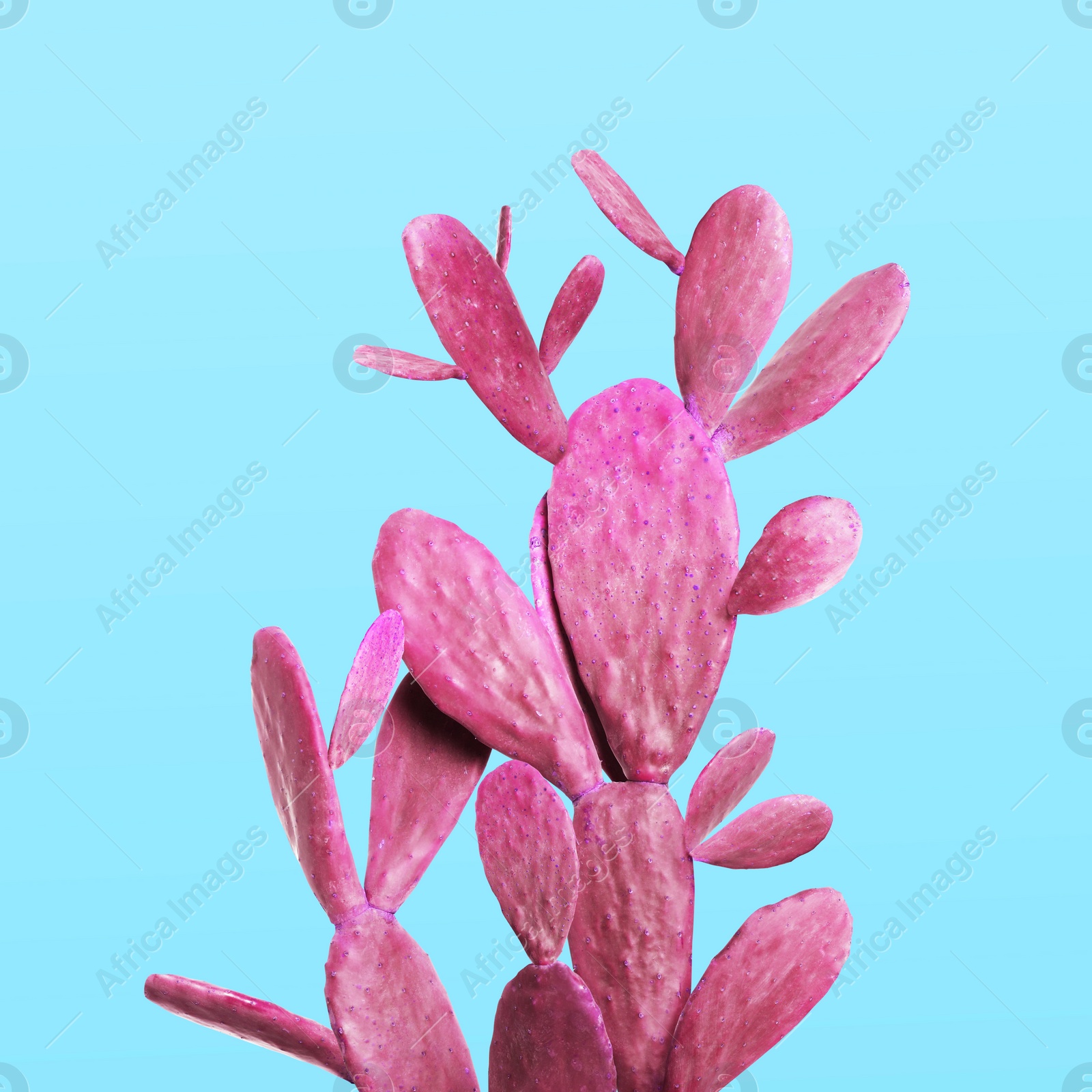 Image of Pink cactus on light blue background. Creative design