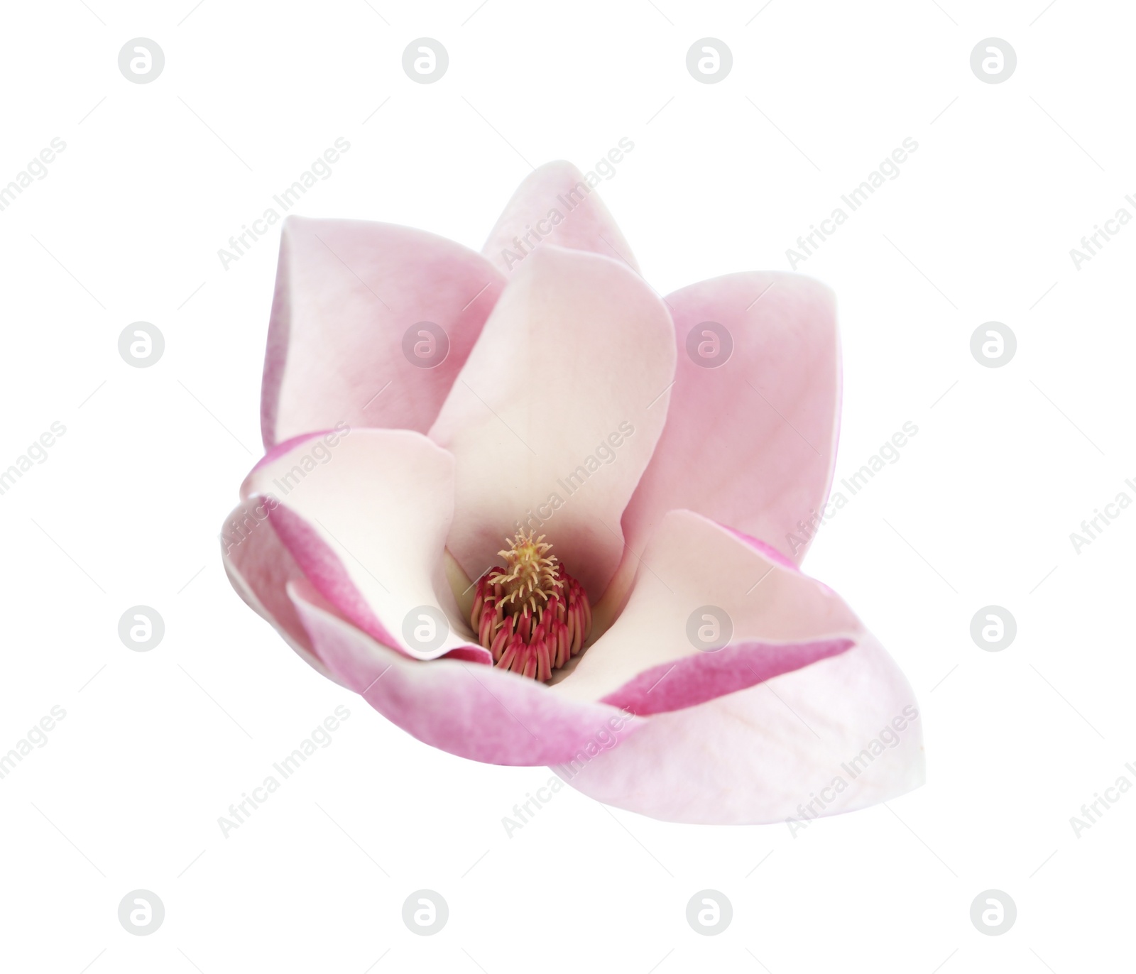 Photo of Beautiful magnolia flower isolated on white. Spring blossom