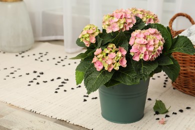 Photo of Beautiful blooming pink hortensia in bucket indoors. Space for text