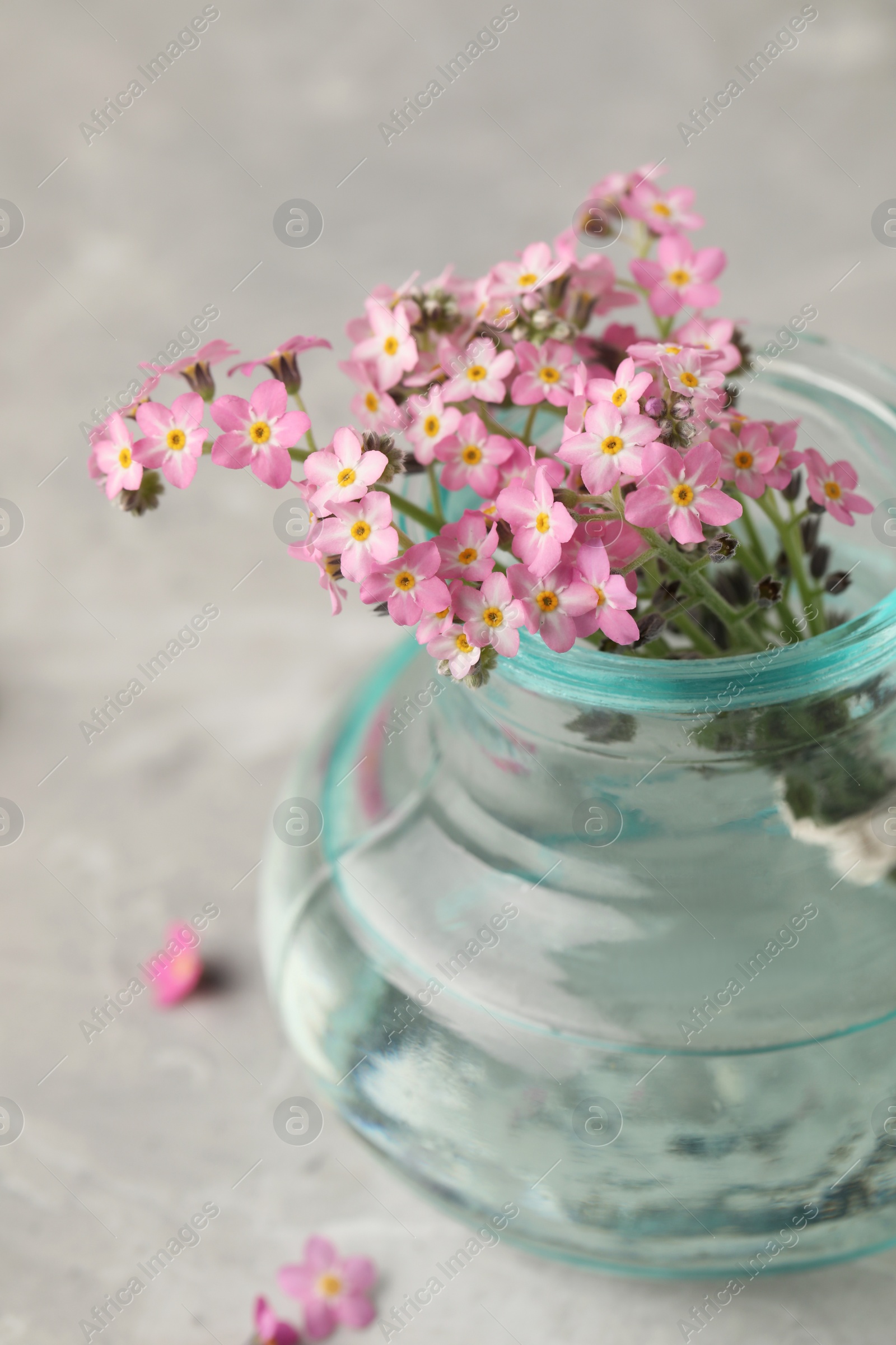 Photo of Beautiful Forget-me-not flowers in vase on grey table