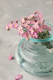 Beautiful Forget-me-not flowers in vase on grey table