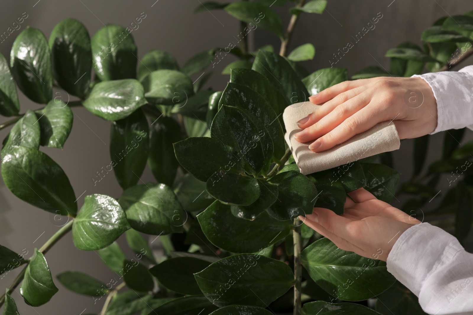 Photo of Woman wiping houseplant's leaves with cloth against grey wall, closeup