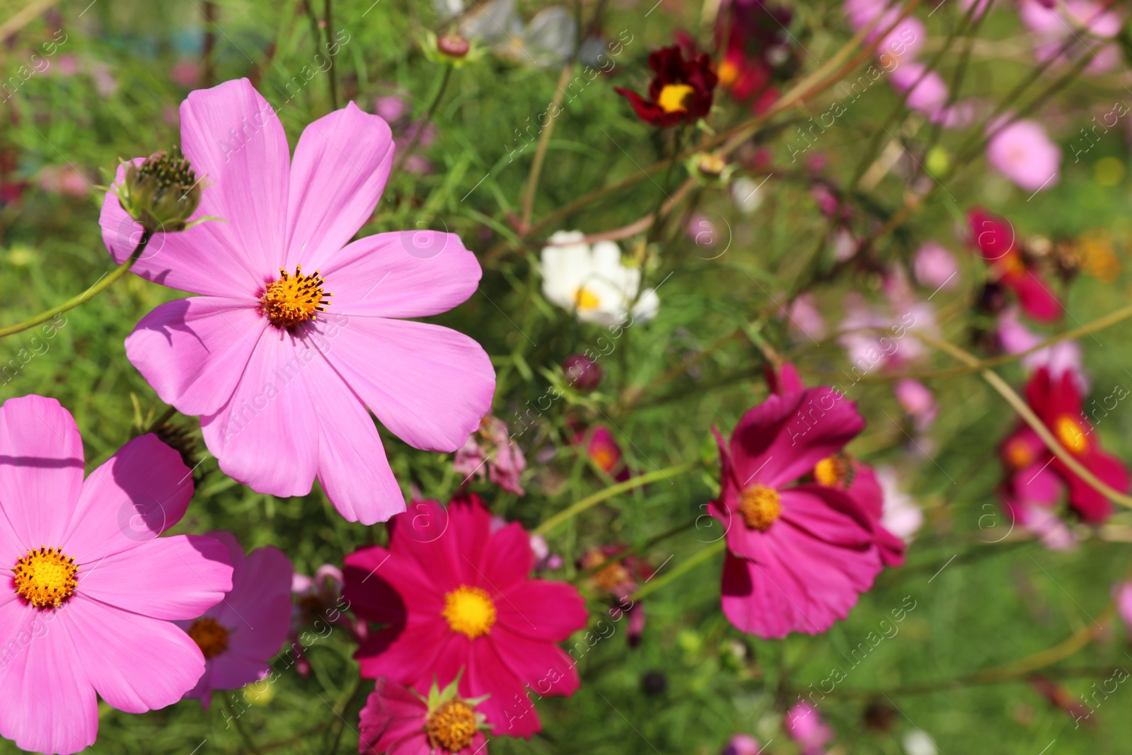 Photo of Green meadow with wild cosmos flowers on summer day, closeup
