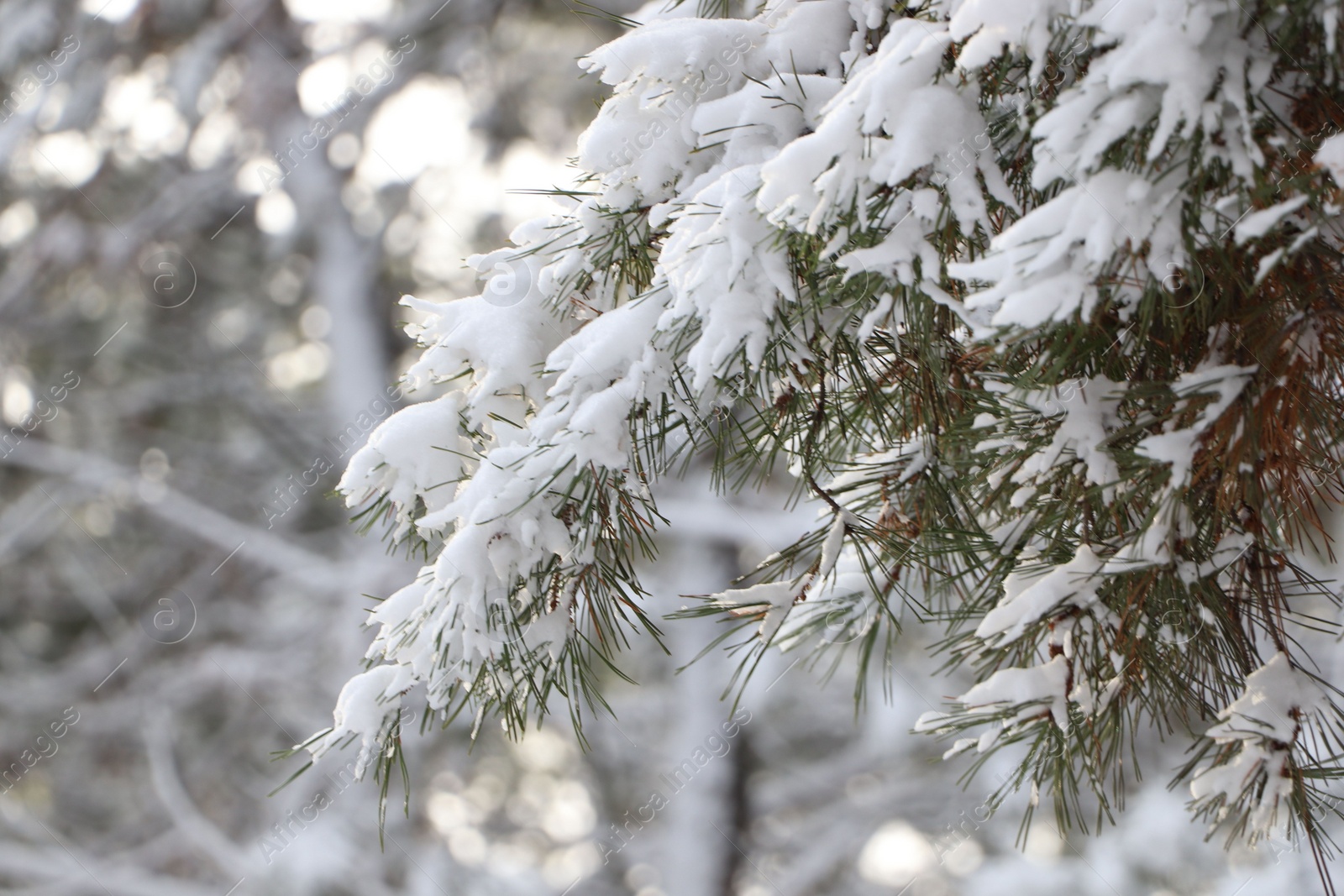 Photo of Conifer tree branches covered with snow in forest