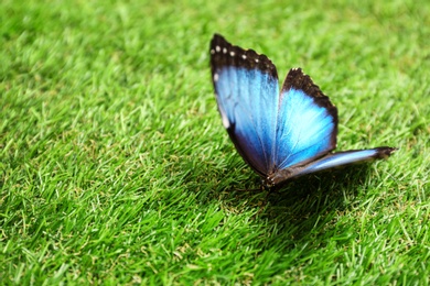 Photo of Beautiful Blue Morpho butterfly on green grass outdoors