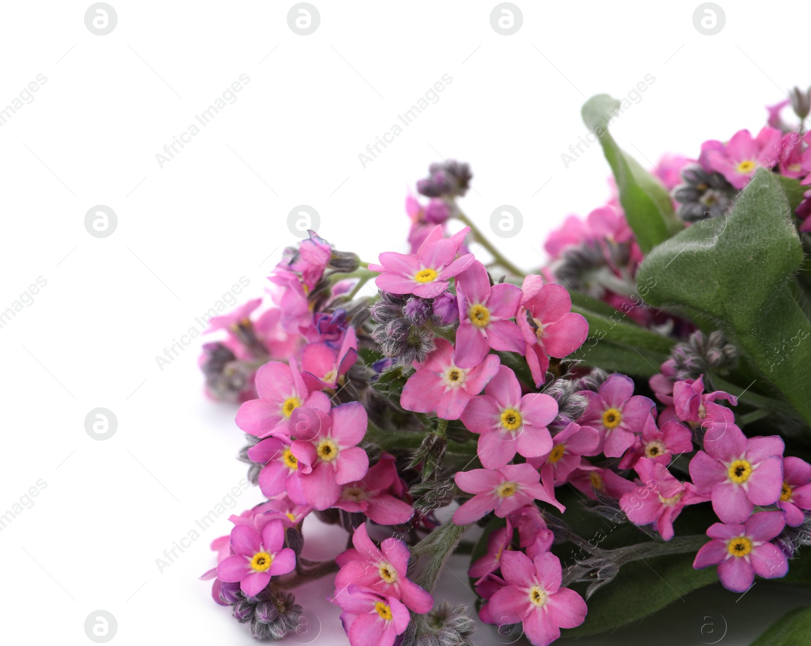 Photo of Beautiful pink Forget-me-not flowers on white background