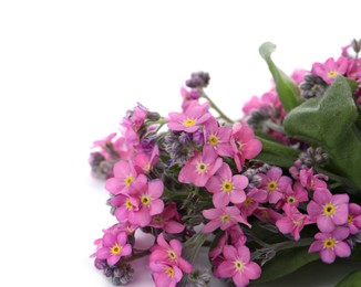 Beautiful pink Forget-me-not flowers on white background