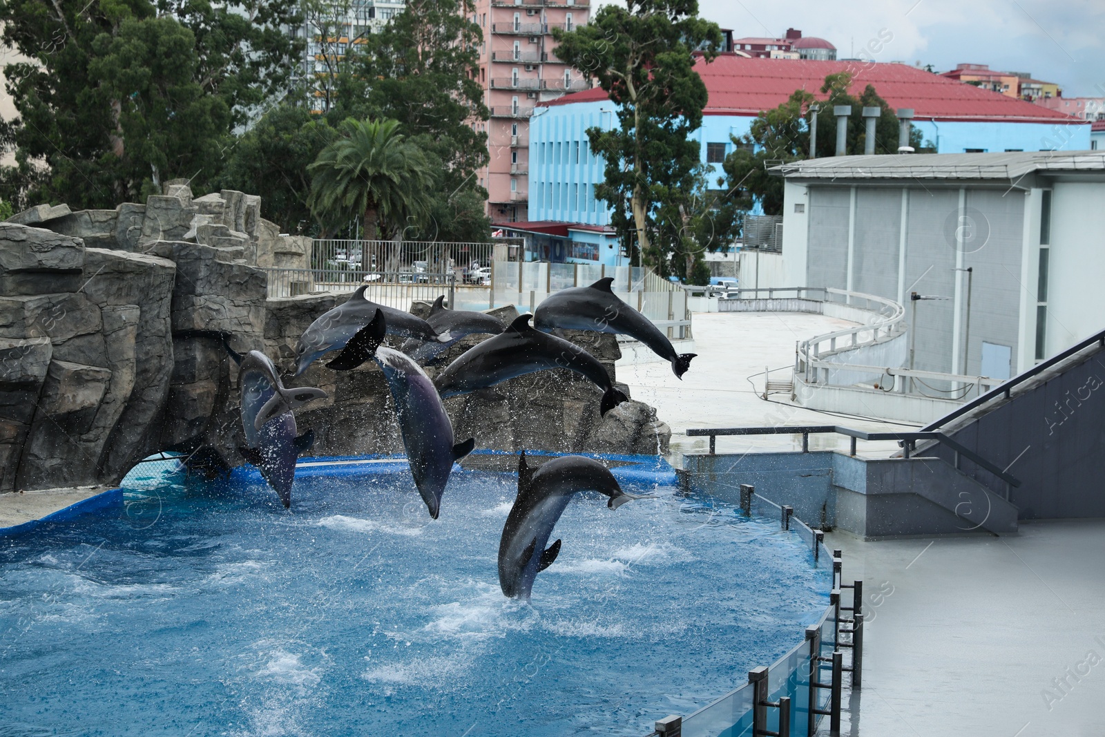 Photo of Dolphins jumping in pool at marine mammal park