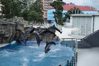 Dolphins jumping in pool at marine mammal park