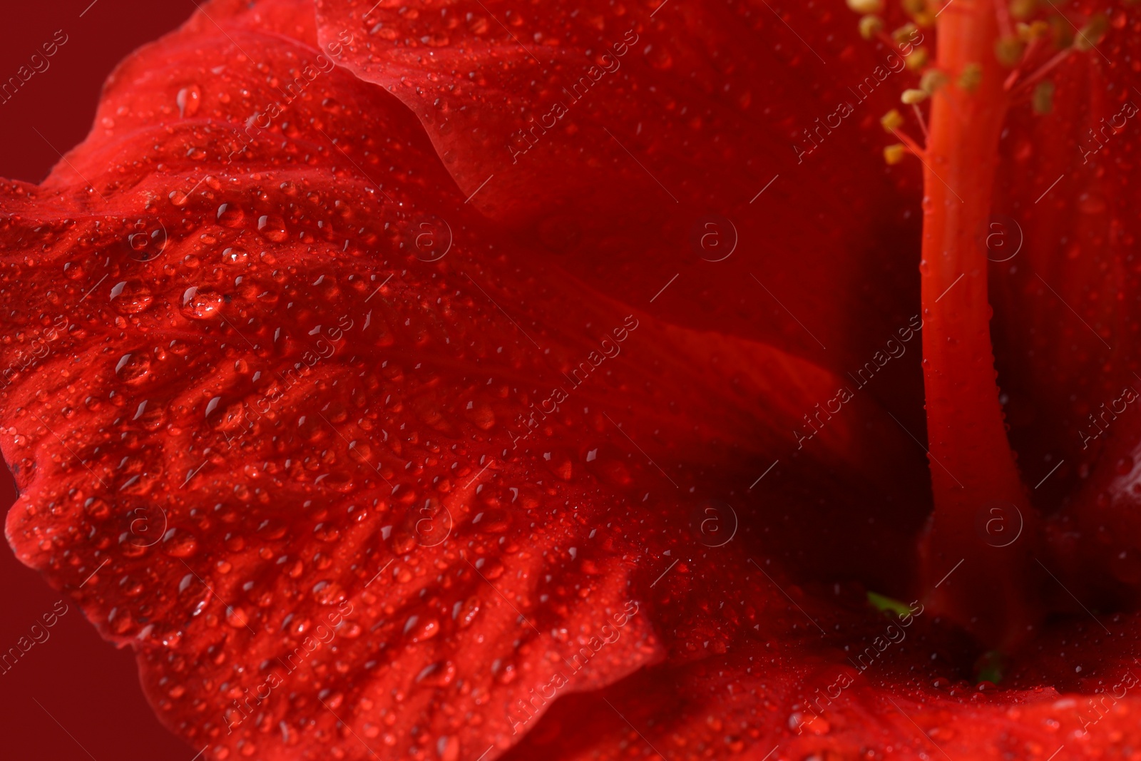Photo of Beautiful red hibiscus flower with water drops, macro view