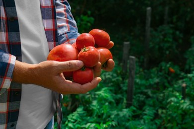Photo of Man with red ripe tomatoes in garden, closeup