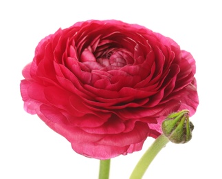 Photo of Beautiful ranunculus flower on white background