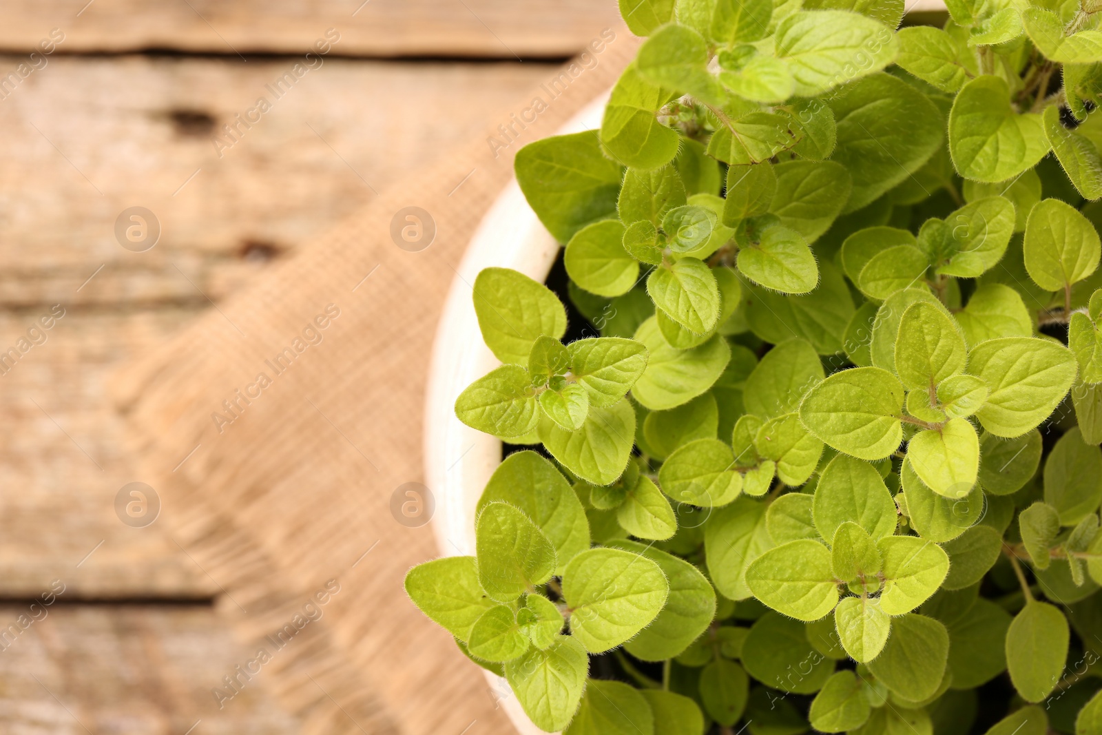 Photo of Aromatic oregano growing in pot on table, top view. Space for text