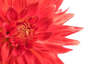 Beautiful red dahlia flower on white background, closeup