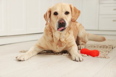 Photo of Cute Labrador Retriever with toy on wooden floor indoors