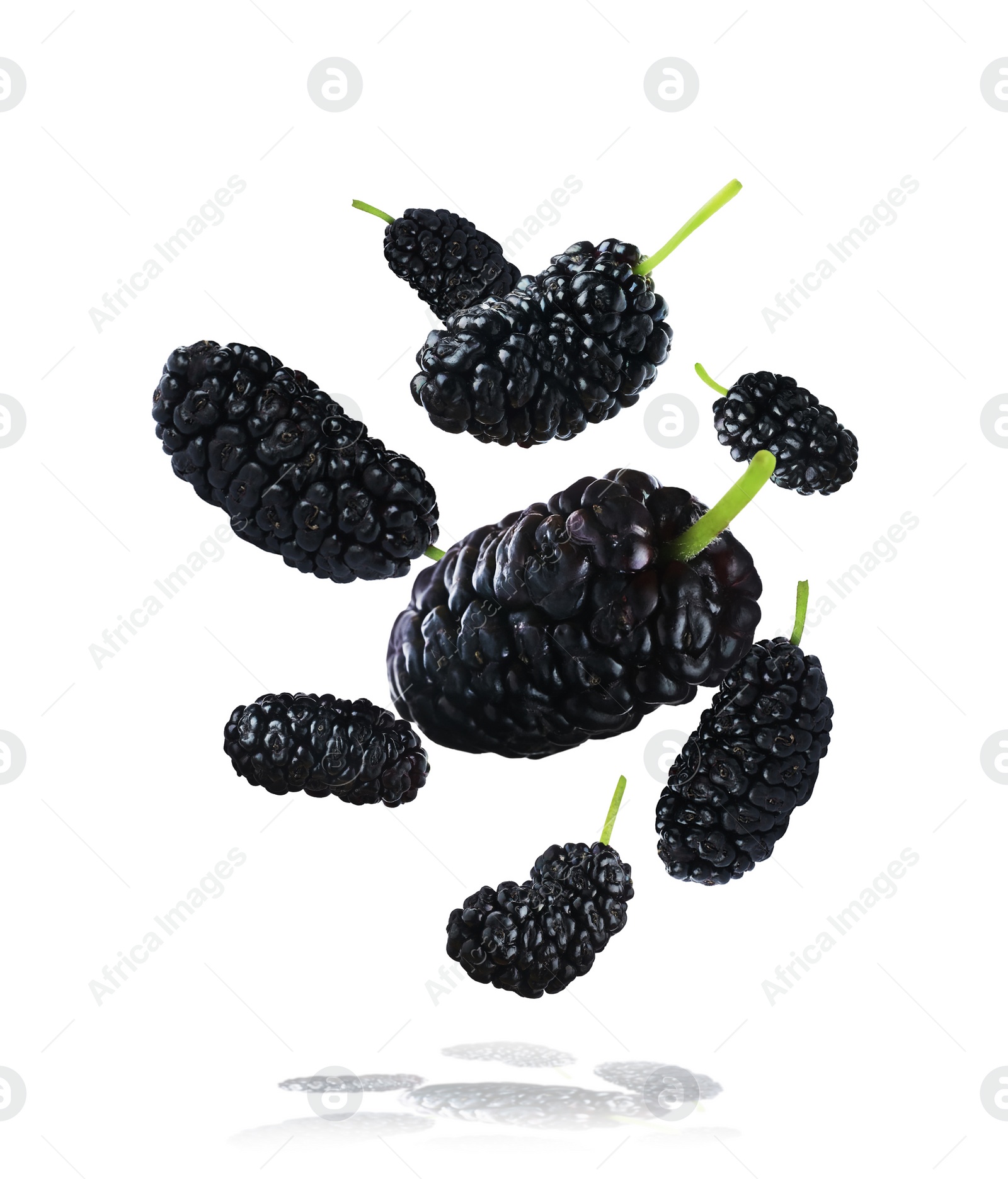 Image of Fresh ripe black mulberries falling on white background