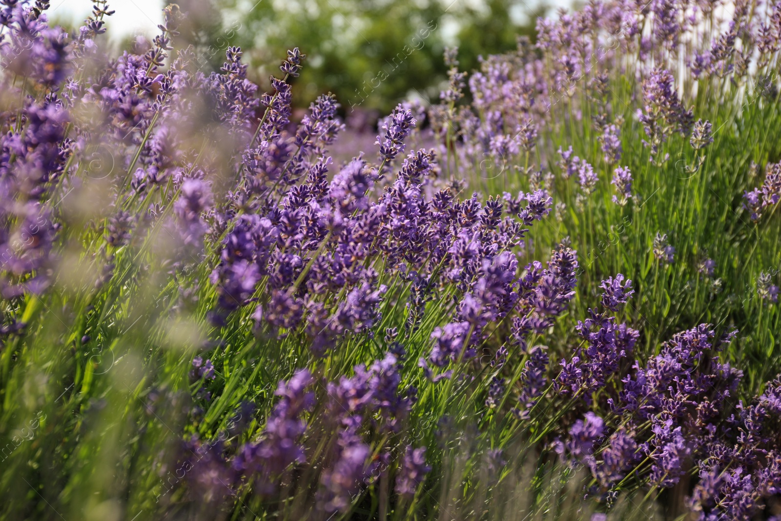 Photo of Beautiful blooming lavender field on summer day