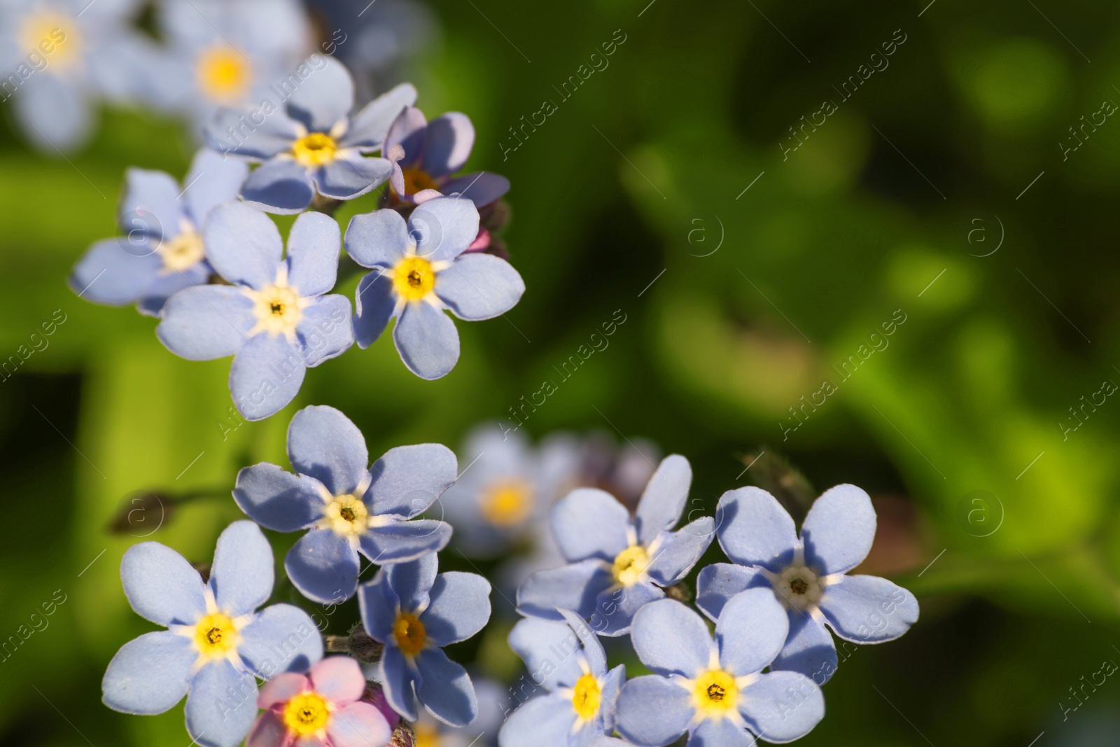 Photo of Beautiful forget-me-not flowers growing outdoors, closeup. Spring season