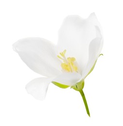Beautiful delicate jasmine flower isolated on white