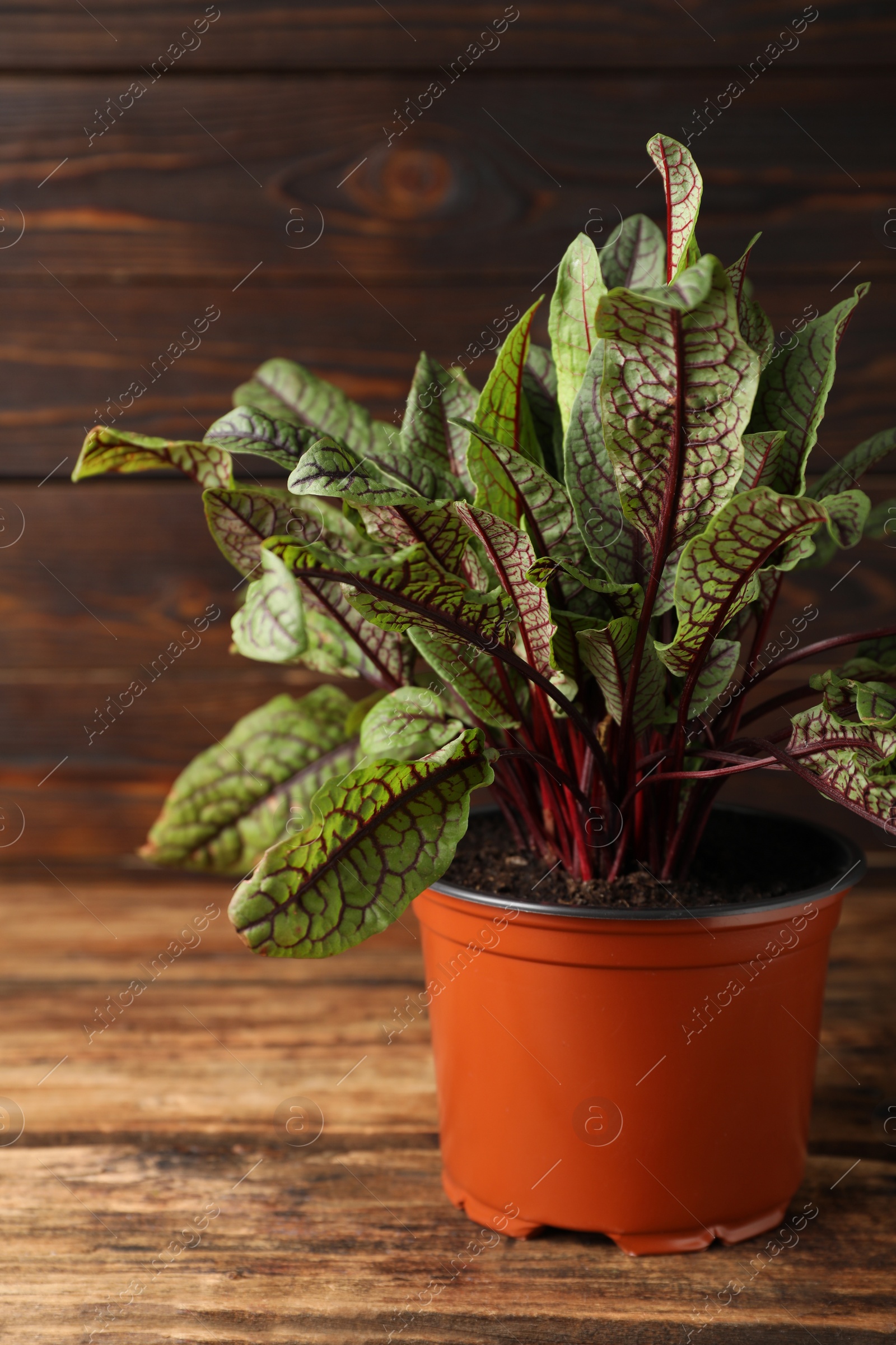 Photo of Sorrel plant in pot on wooden table