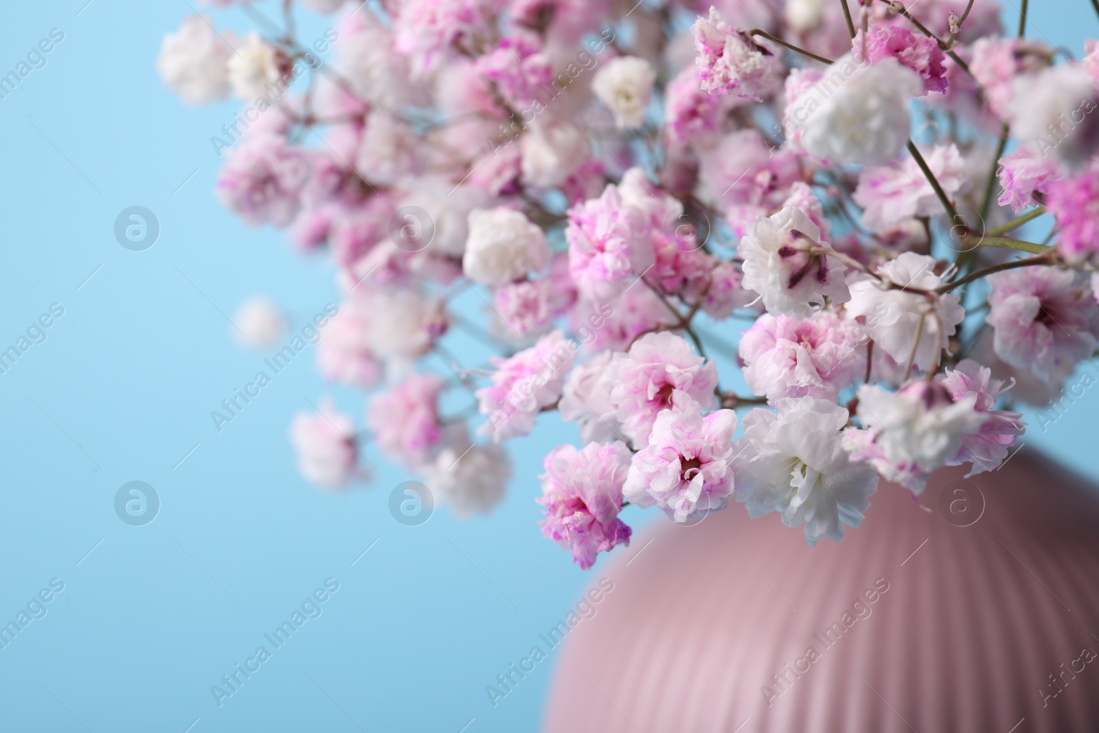 Photo of Beautiful dyed gypsophila flowers in pink vase on light blue background, closeup