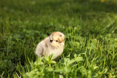 Photo of Cute chick on green grass outdoors. Baby animal
