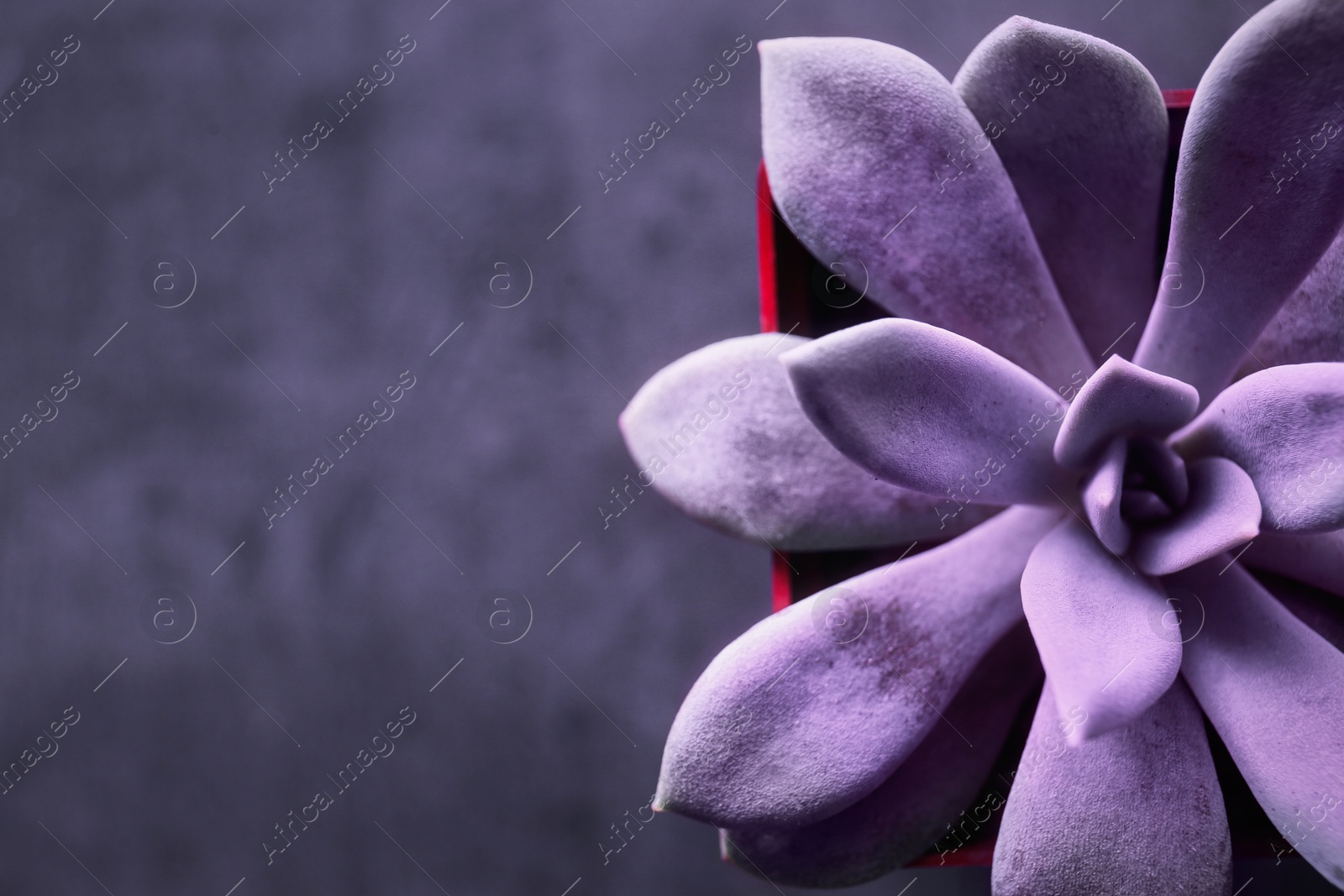 Image of Beautiful echeveria on dark background, top view with space for text. Succulent plant