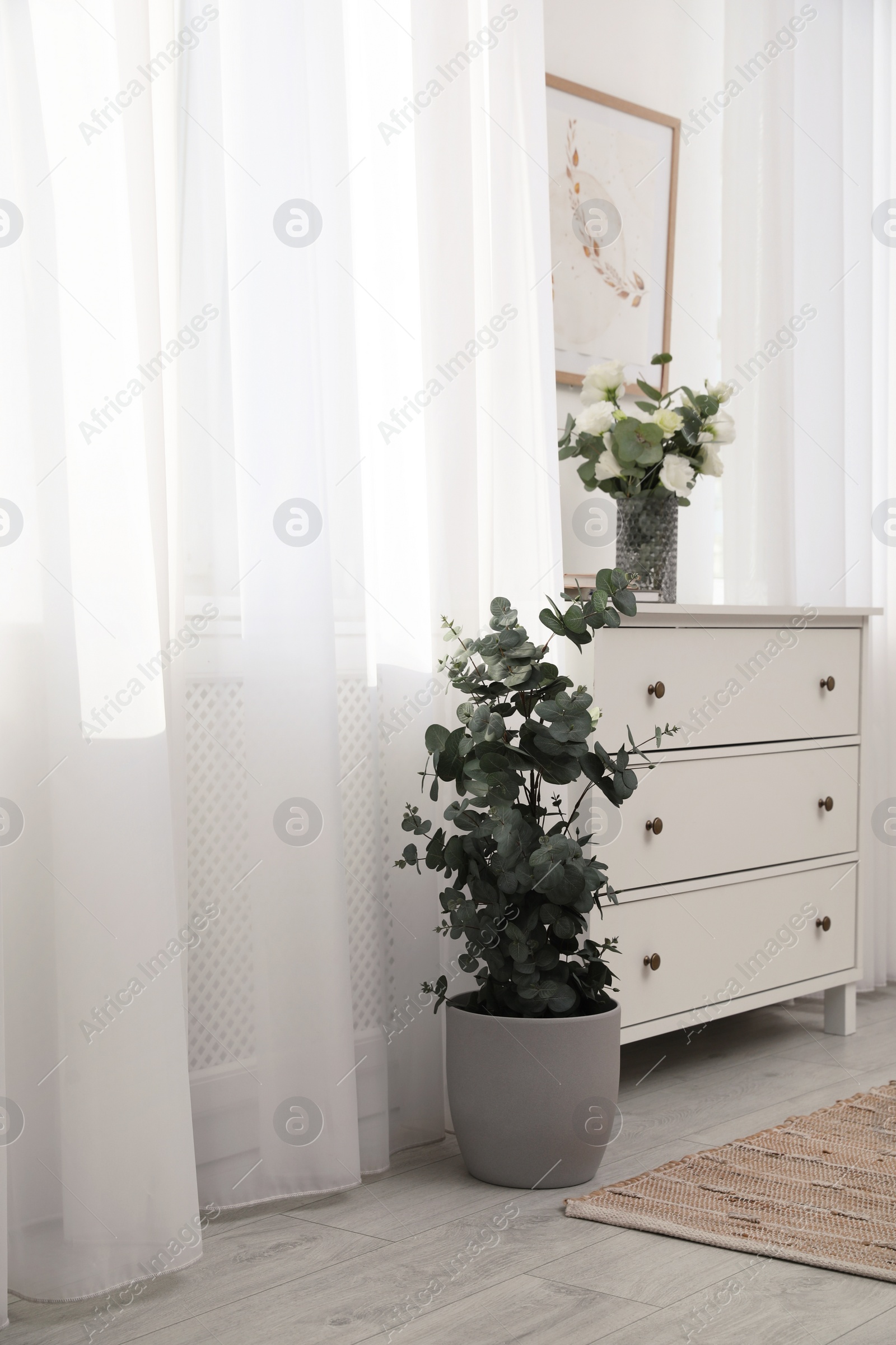 Photo of Chest of drawers and potted eucalyptus plant near window in room