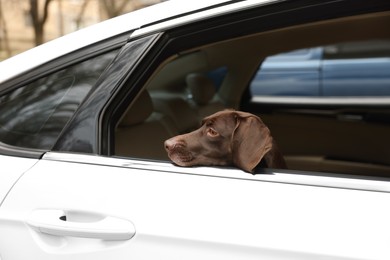 Photo of Cute German Shorthaired Pointer dog peeking out window while waiting for owner in car. Adorable pet